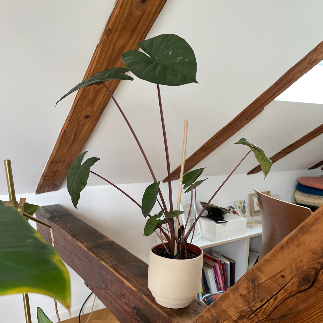 Photo of the plant species Yucatan Princess by @oscar named Antonella on Greg, the plant care app