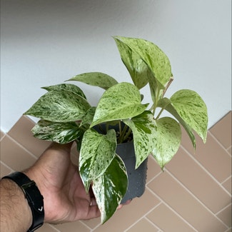 Marble Queen Pothos plant in Basel, Basel-Stadt