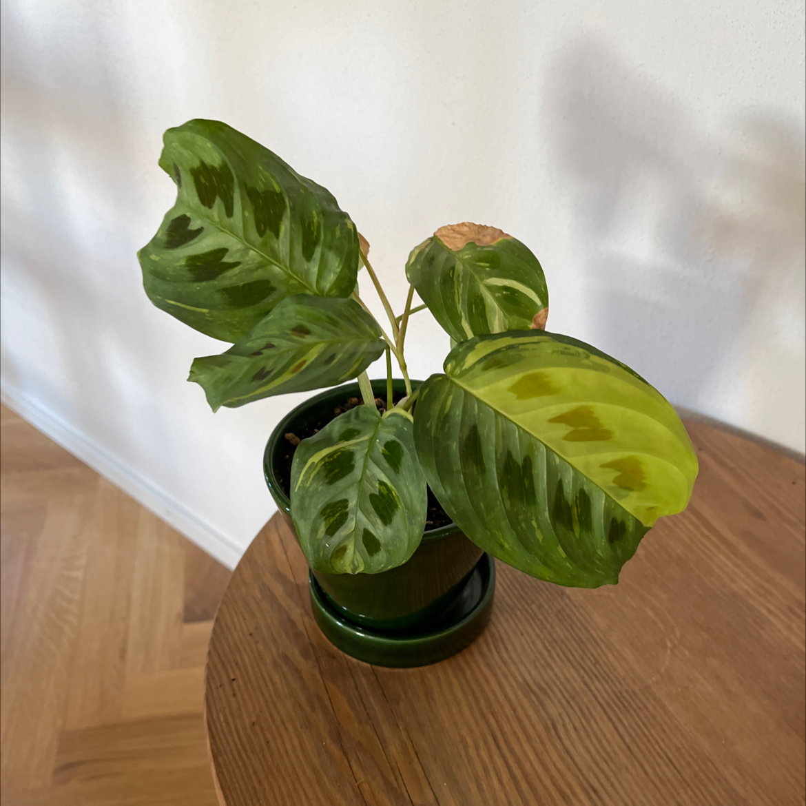 Variegated Prayer Plant in a pot with some yellowing and browning leaves.