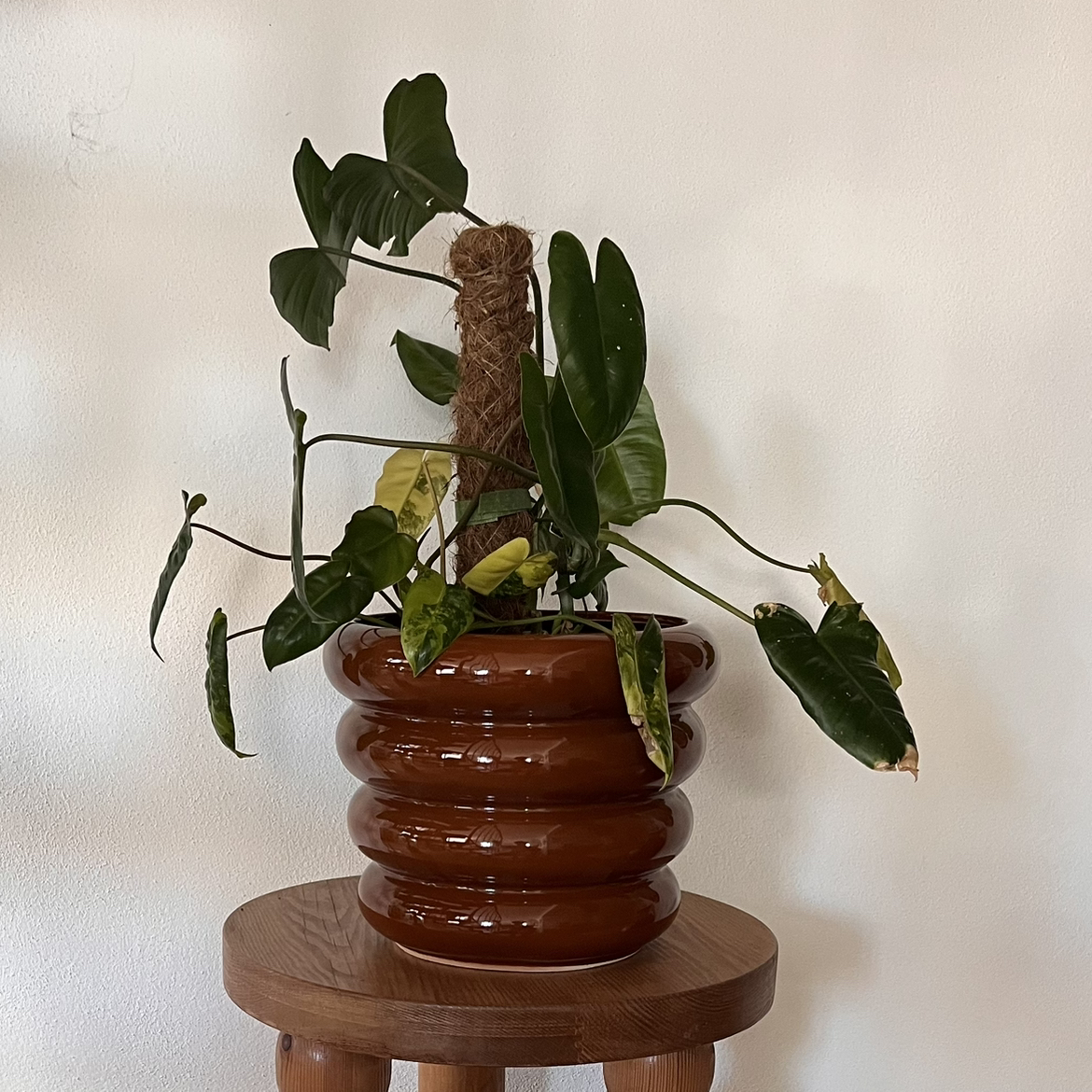 Potted Burle Marx plant with yellowing and browning leaves on a wooden stool.