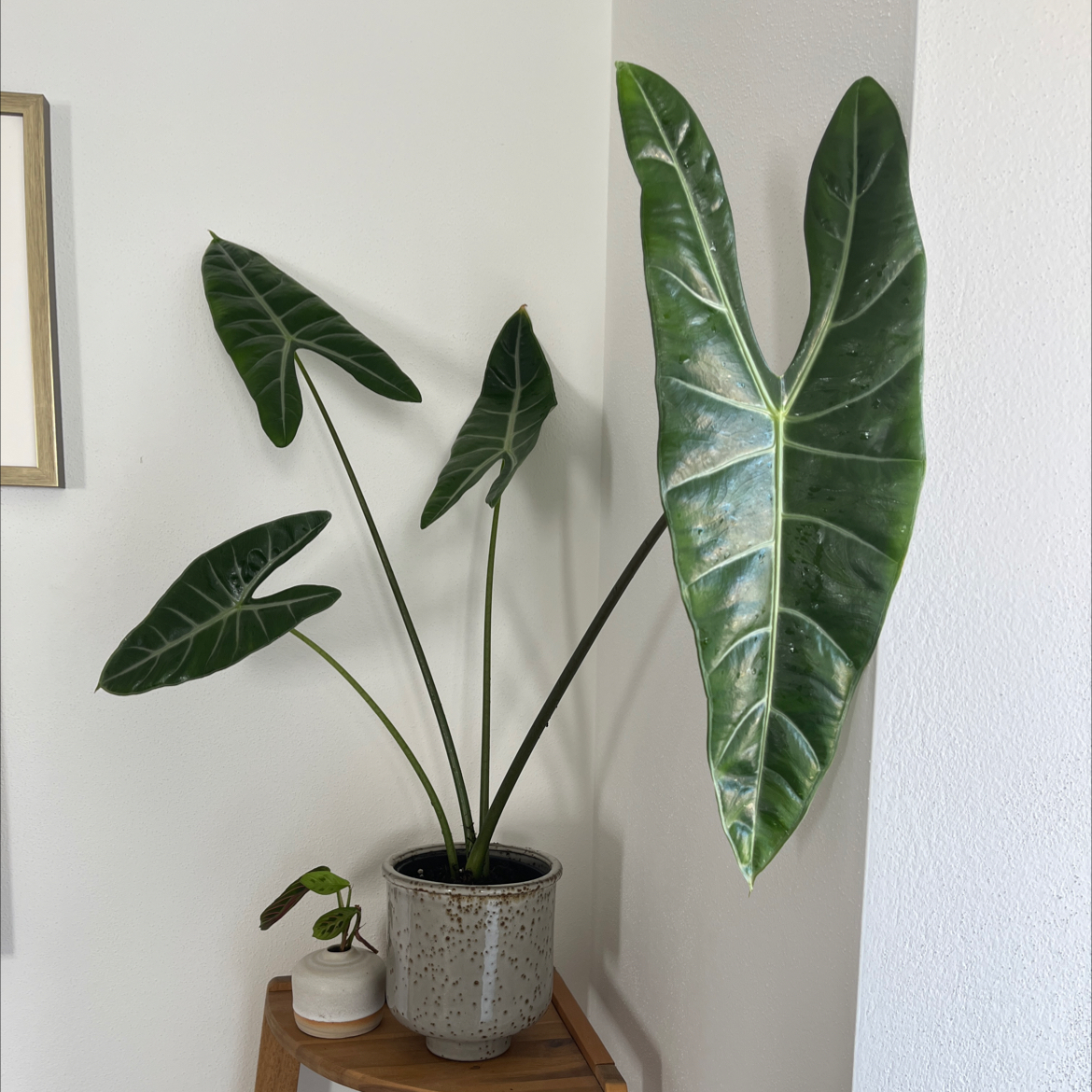 Potted Alocasia longiloba plant with large, dark green leaves, well-framed and in focus.