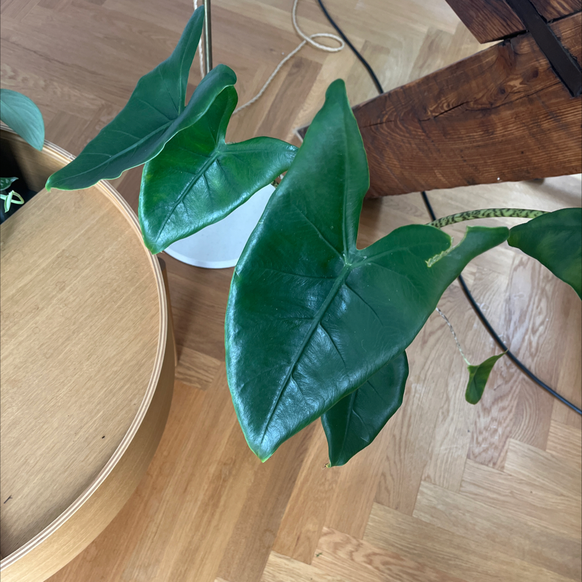 Zebra Elephant Ear plant with large, glossy, dark green leaves.