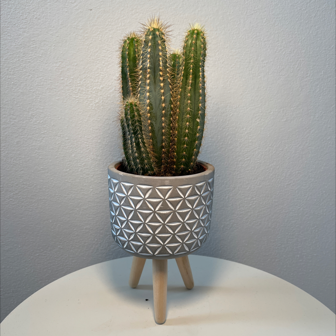 Photo of the plant species Blue Columnar Cactus by @oscar named Pancho on Greg, the plant care app