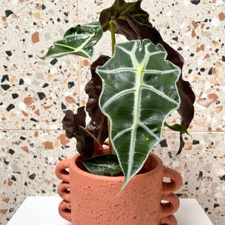 Alocasia Polly Plant plant in Basel, Basel-Stadt