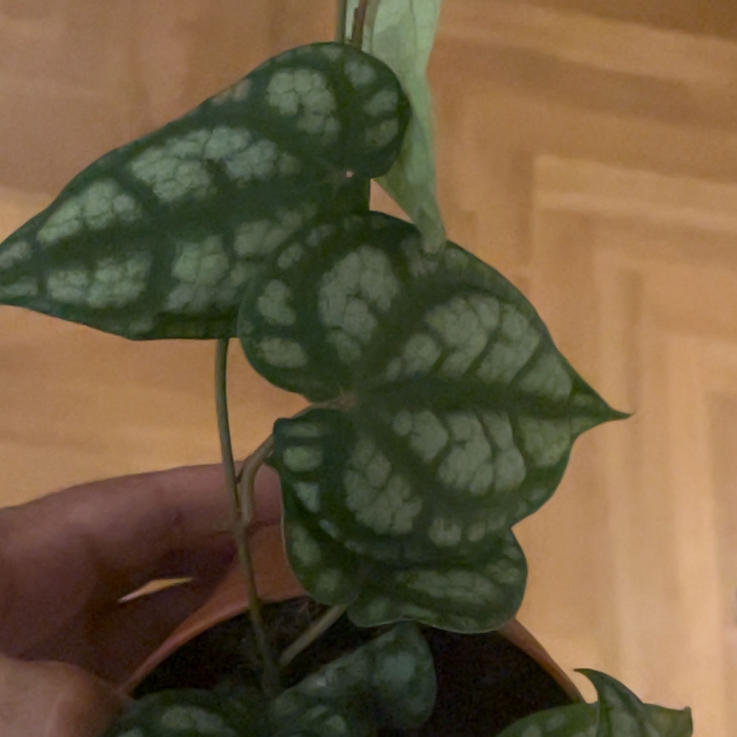 Photo of the plant species Piper sylvaticum by @oscar named Pepper on Greg, the plant care app
