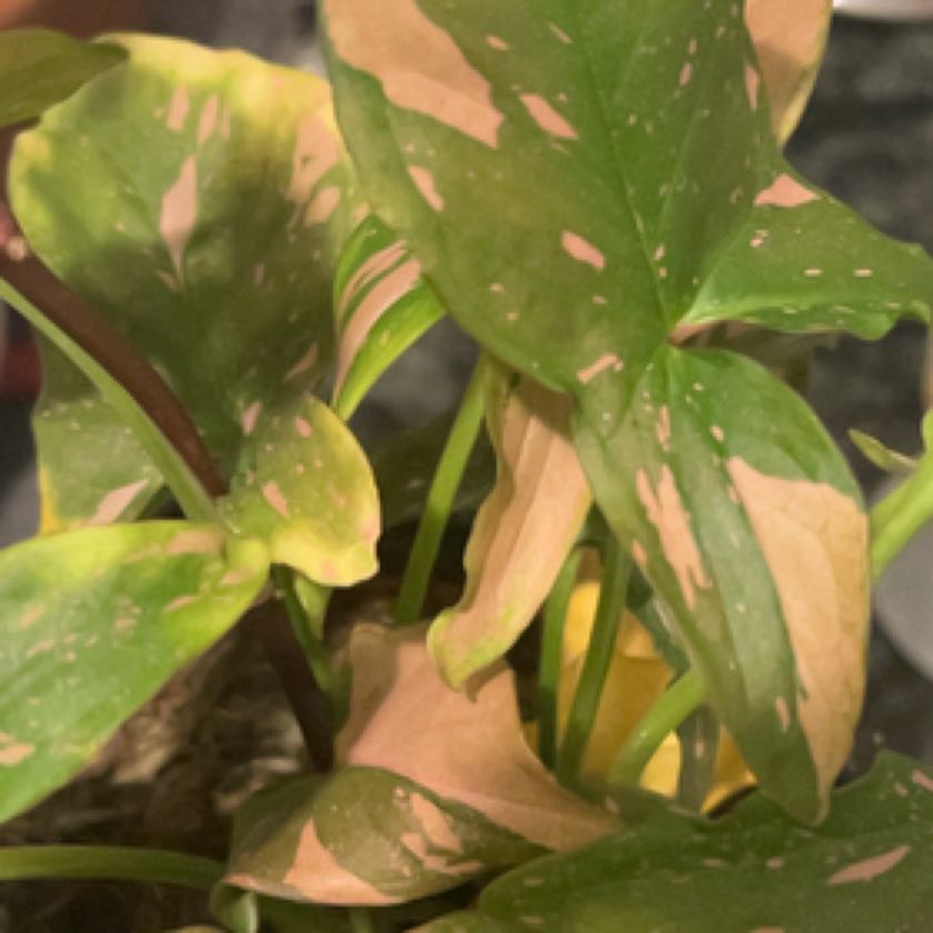 Photo of the plant species Syngonium Red Spot by @oscar named Summer on Greg, the plant care app