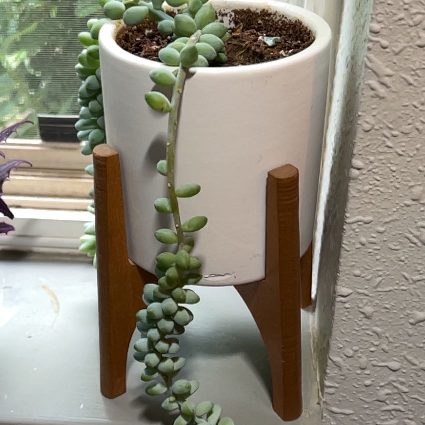 Photo of the plant species Burro's Tail by @VipSeaorache named Prince on Greg, the plant care app