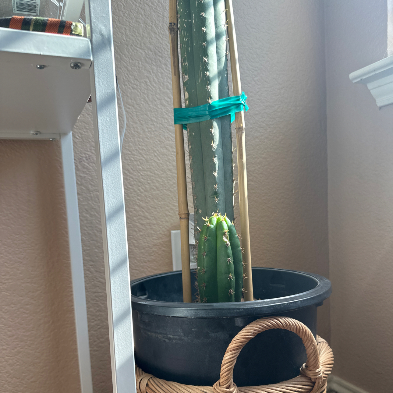 Photo of the plant species Bolivian Torch Cactus by @DeftSilkvine named Bruce Lee on Greg, the plant care app