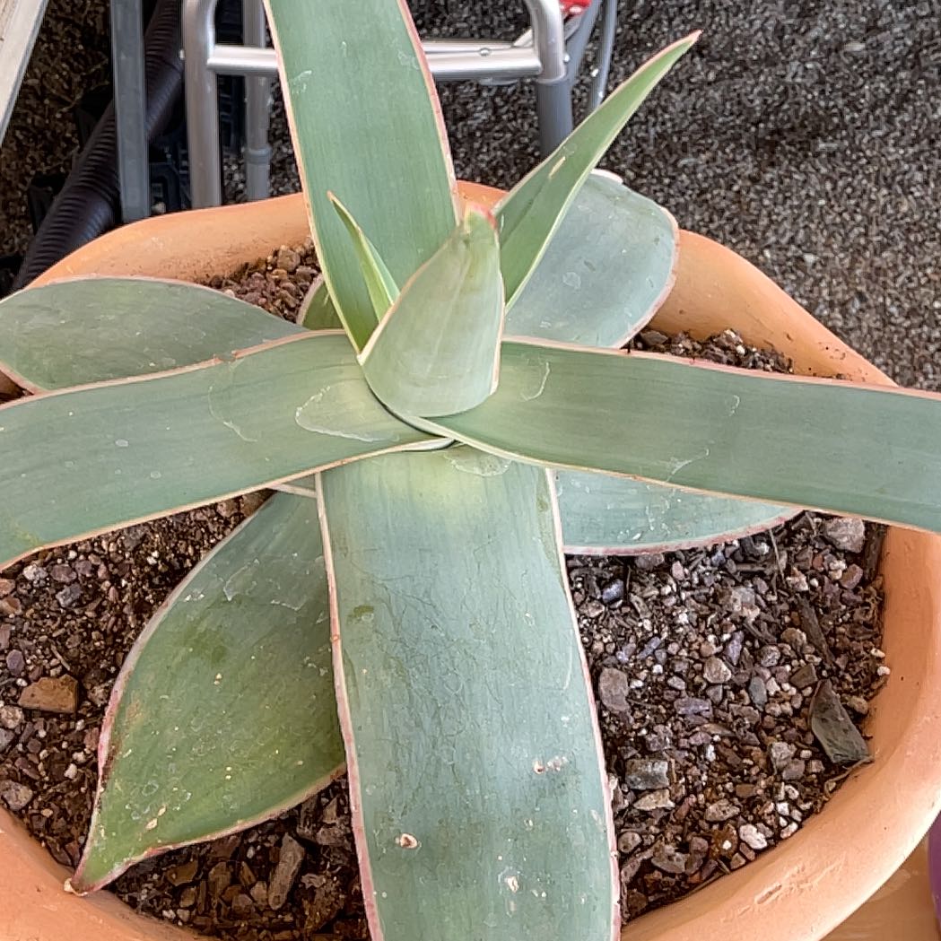 Coral Aloe plant in a terracotta pot with broad, fleshy leaves and visible soil.