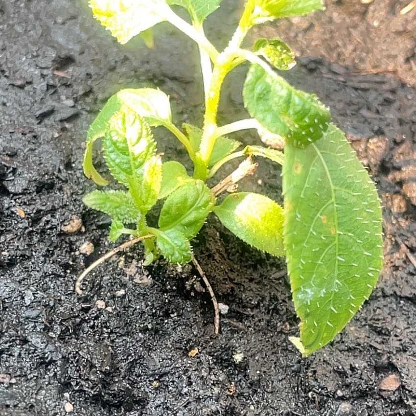 Photo of the plant species Hardy Kiwi Vine by @JovialDaisybush named Girlfrond on Greg, the plant care app
