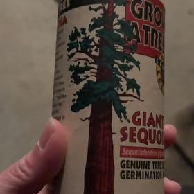 Photo of the plant species Giant Sequoia by @RadBabycroton named Bigleaf Smalls on Greg, the plant care app