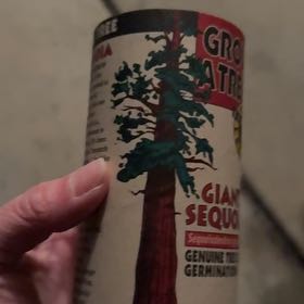 Photo of the plant species Giant Sequoia by @RadBabycroton named Sproutacus on Greg, the plant care app