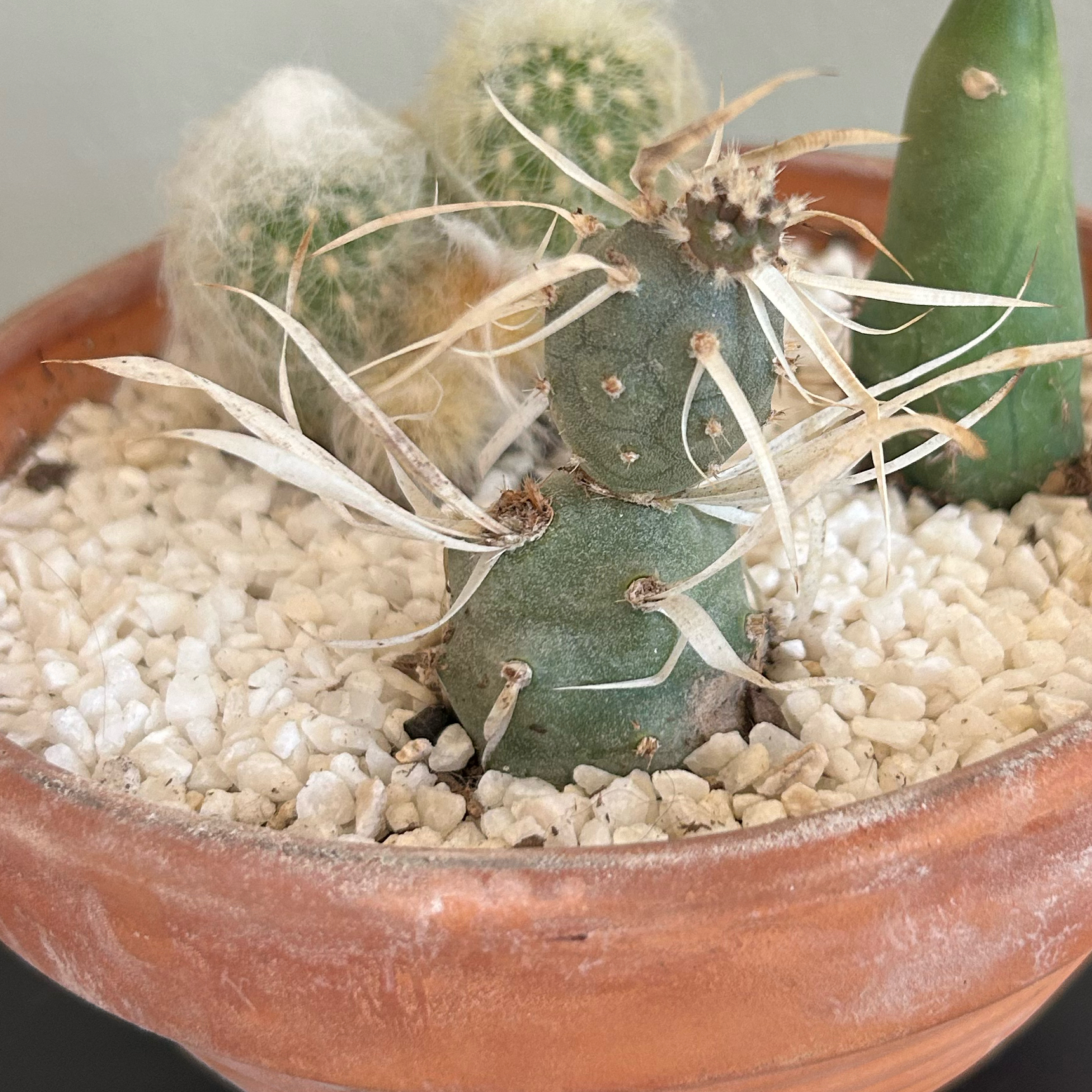 Potted Paper Spine Cactus with white spines and some browning, surrounded by white pebbles.