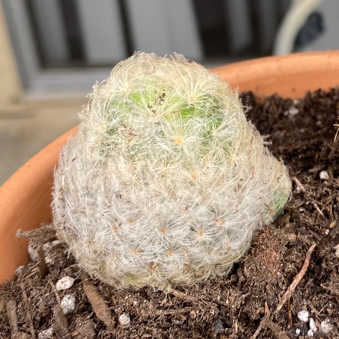 Feather Cactus in a pot with visible soil, appears healthy.