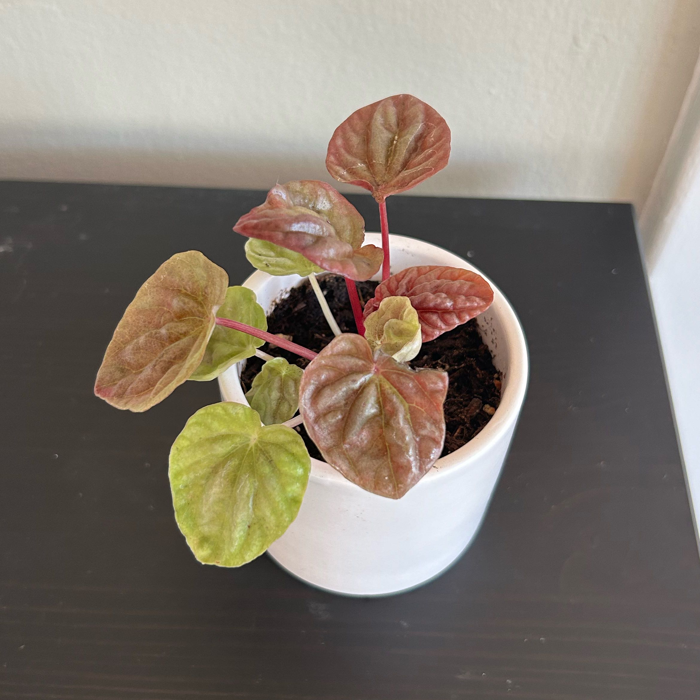 Photo of the plant species Peperomia Quito by @YeveMossfern named Luna on Greg, the plant care app