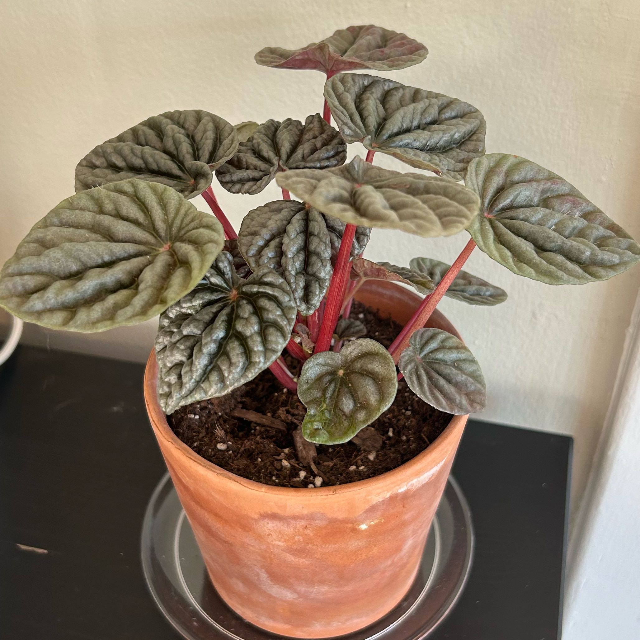 Schumi Red Peperomia plant in a terracotta pot with healthy, textured leaves and red stems.