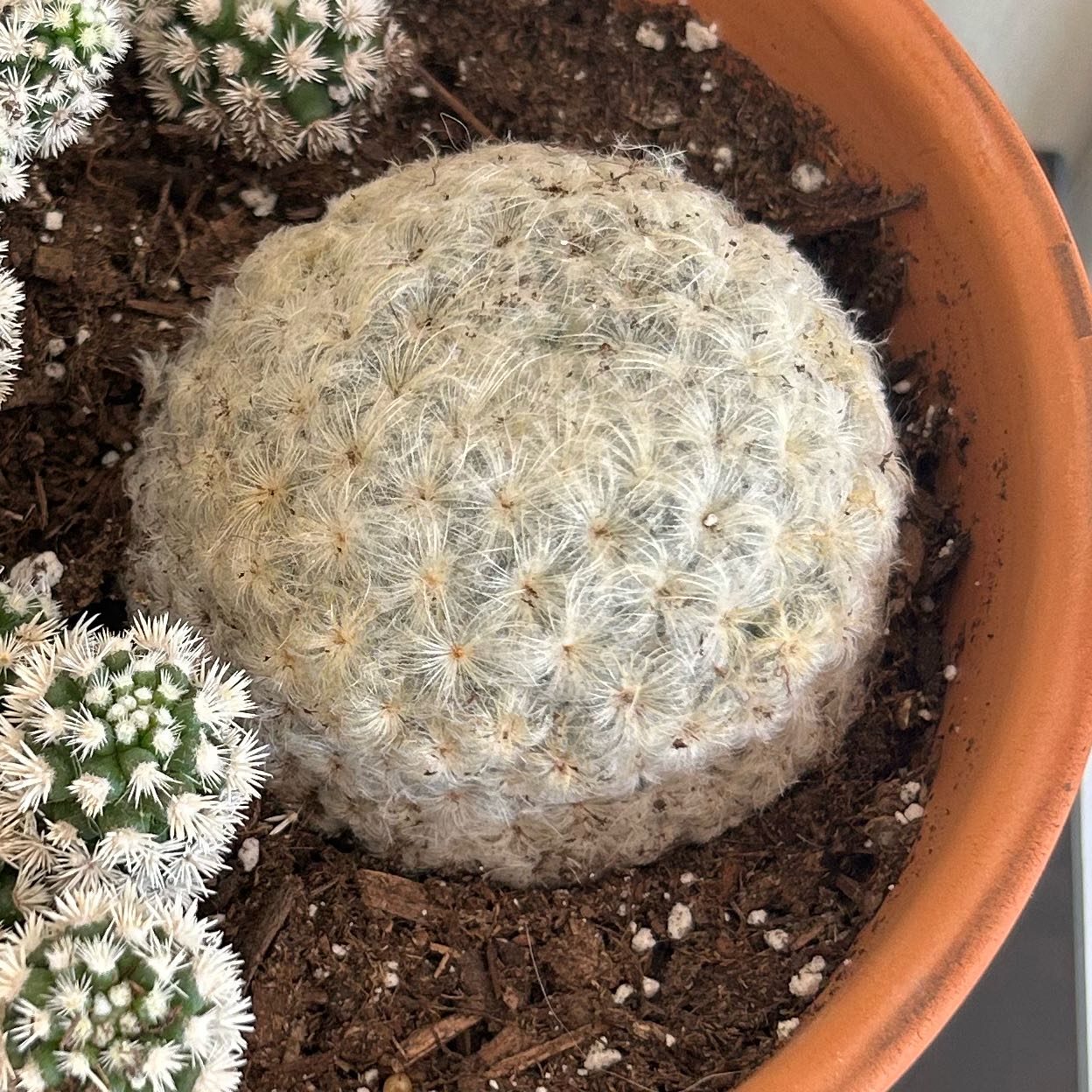 Feather Cactus (Mammillaria plumosa) in a pot with visible soil and no signs of disease.