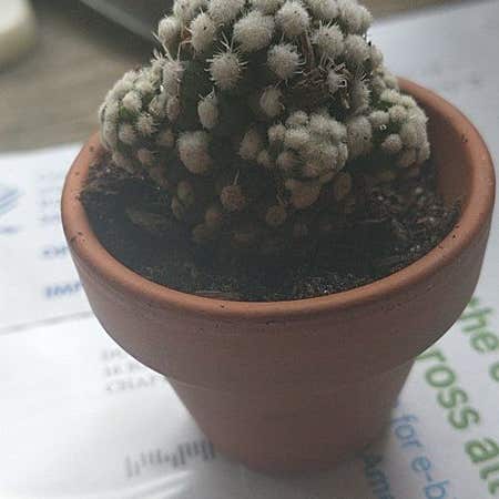 Photo of the plant species arizona snowcap by @ThePorchLady named Snowball on Greg, the plant care app