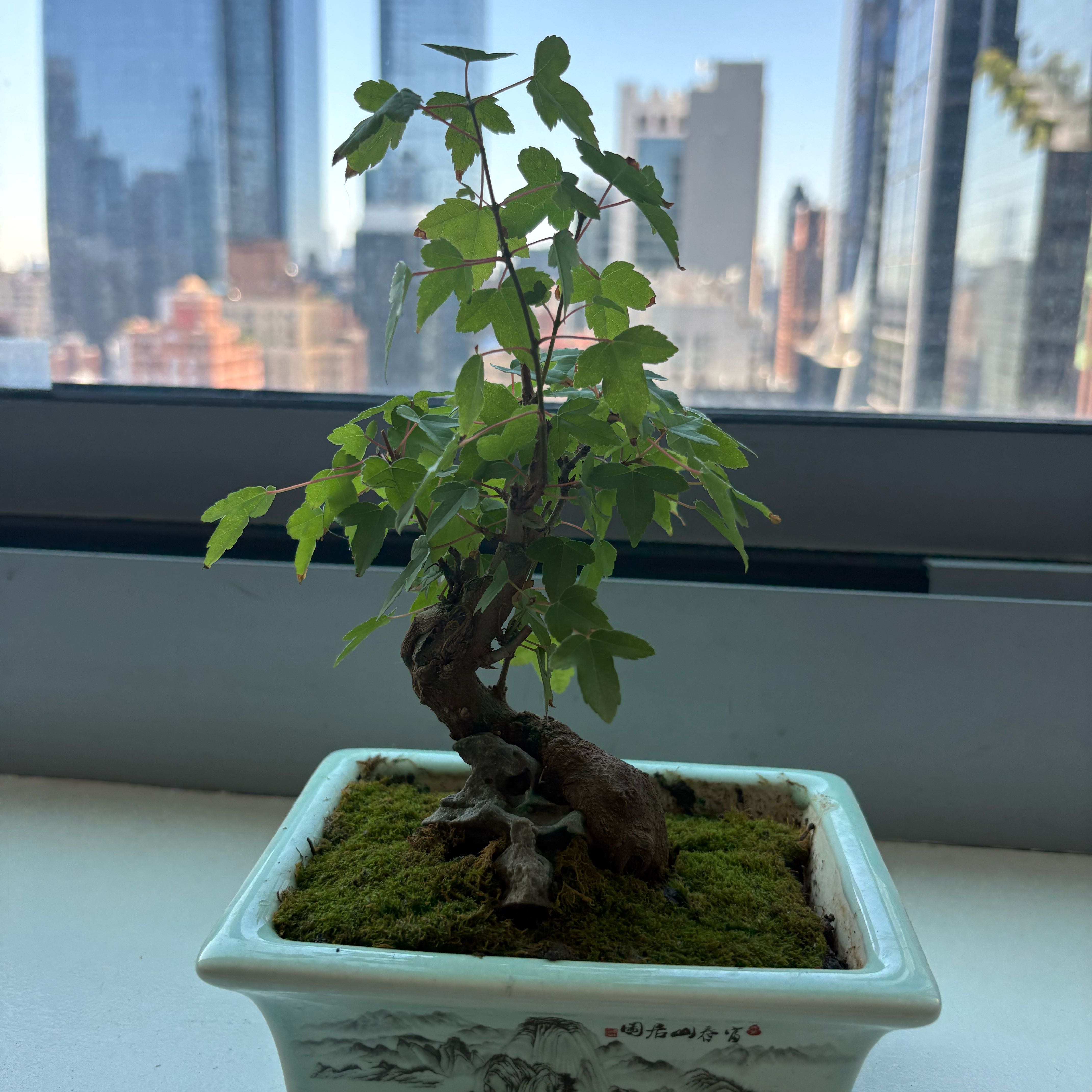 Photo of the plant species Trident maple by @GodlyDodder named Neptune on Greg, the plant care app