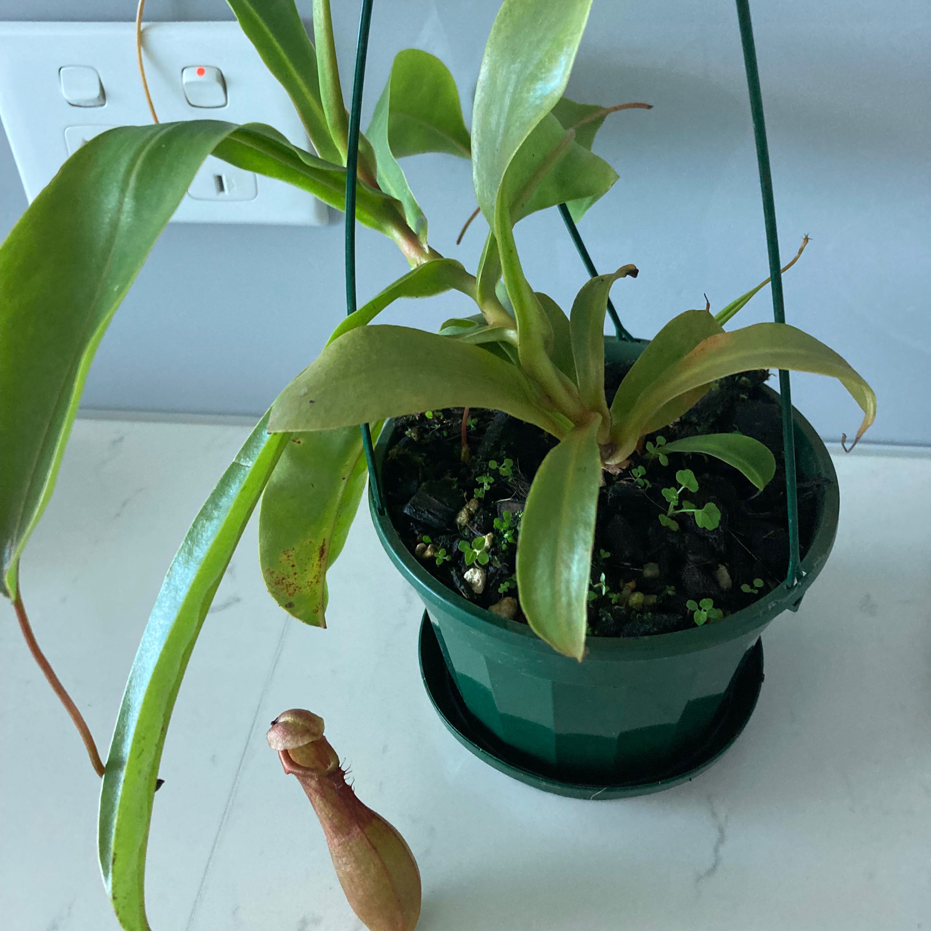 Nepenthes ventricosa Pitcher Plant in a green hanging pot with a prominent pitcher and minor leaf browning.