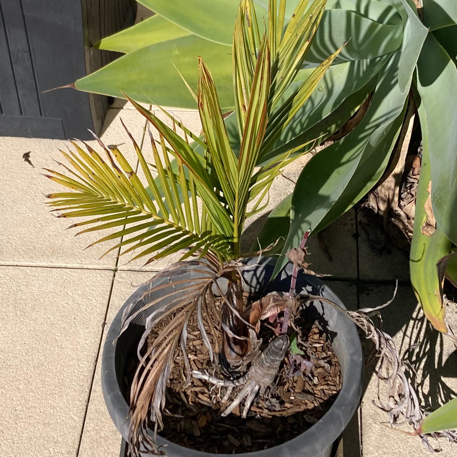 Potted Bungalow Palm with yellowing and browning leaves, indicating stress.
