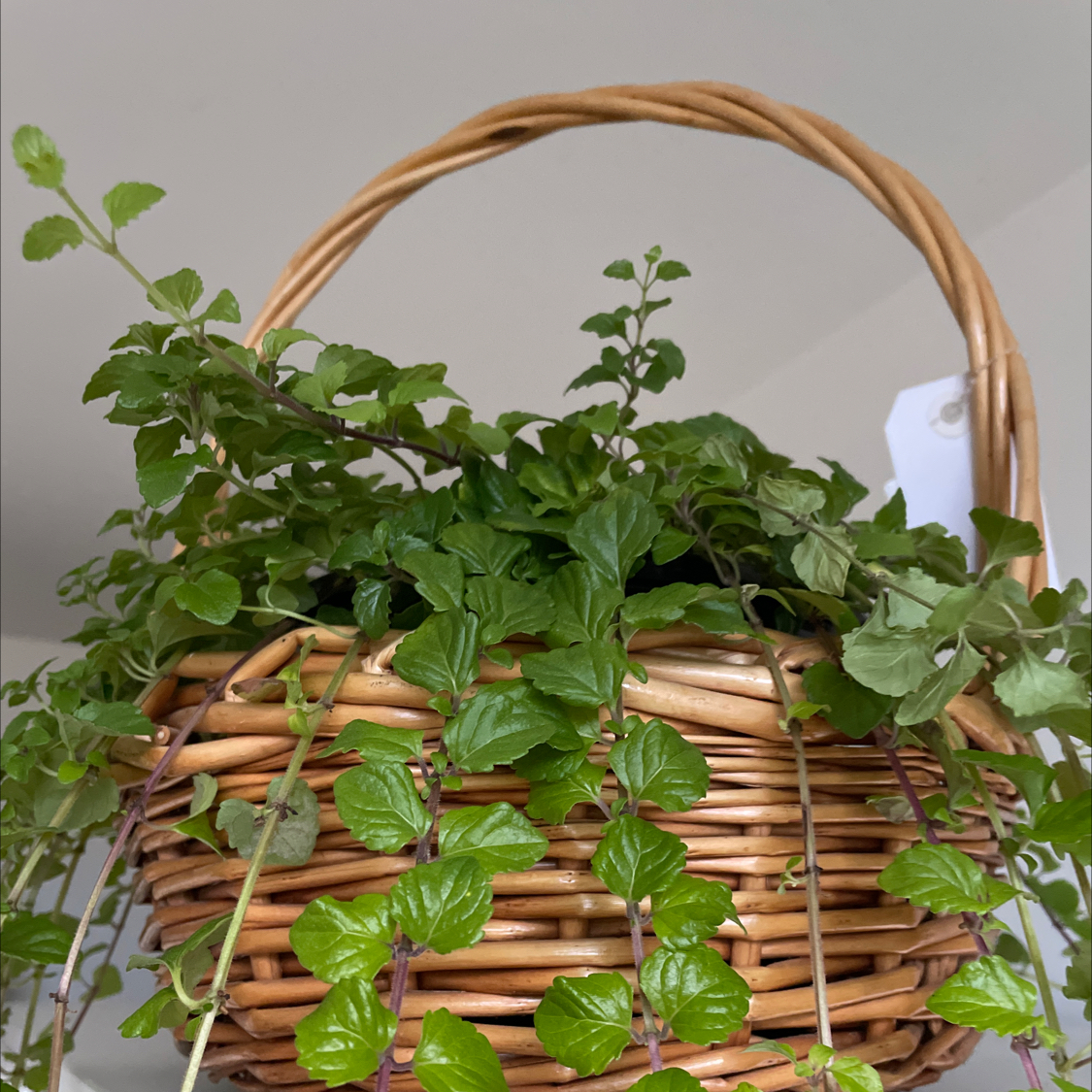Photo of the plant species Indian Mint by @GoodCapeivy named Homer on Greg, the plant care app