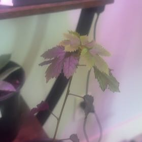 Photo of the plant species Acer Rubrum by @Wynzilla named Sir Plancelot on Greg, the plant care app
