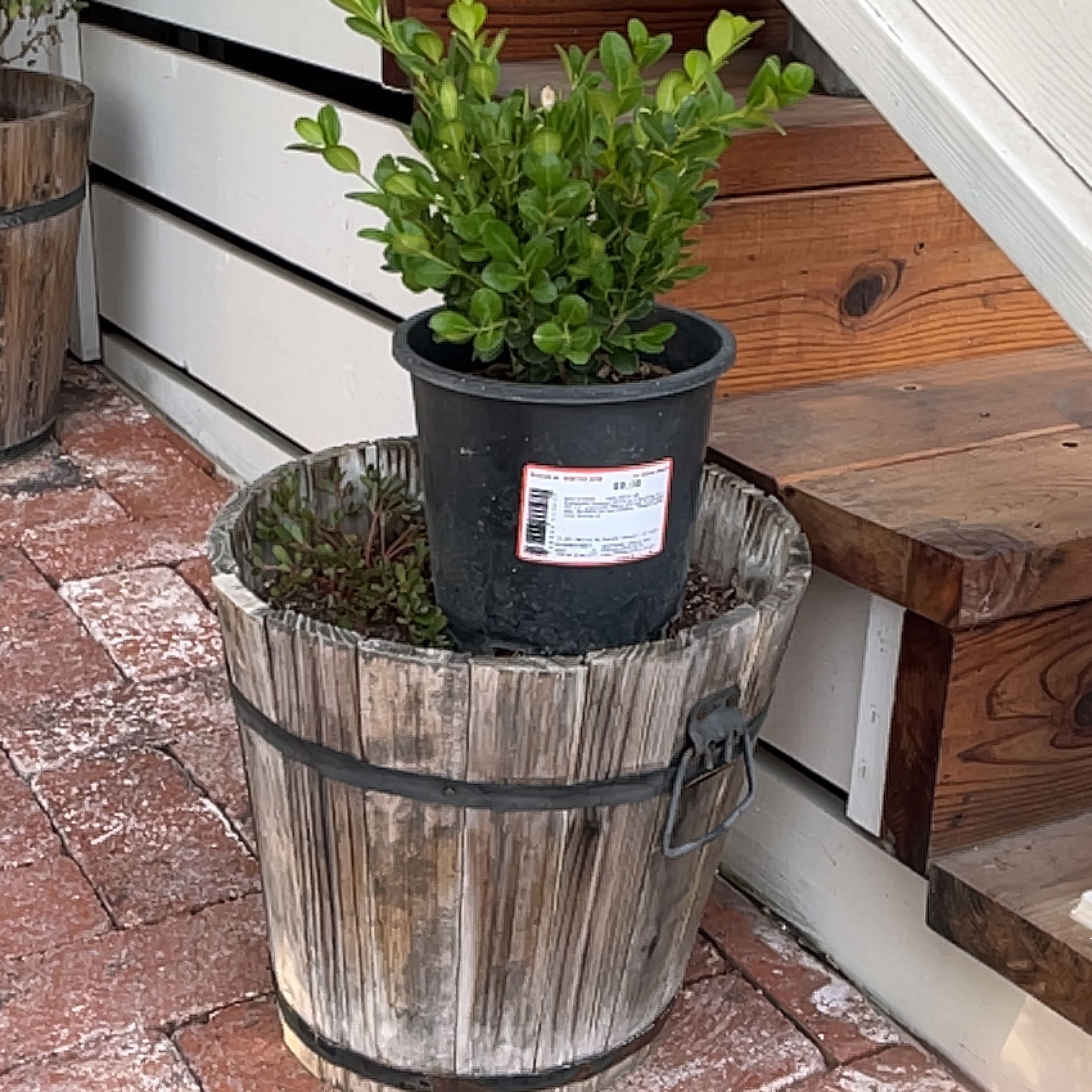 Photo of the plant species Buxus microphylla by @TopdrawerKoa named Sanders on Greg, the plant care app