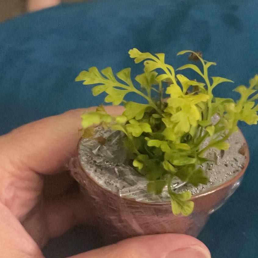 Photo of the plant species Jersey Fern by @CunningCorkoak named Apollo on Greg, the plant care app