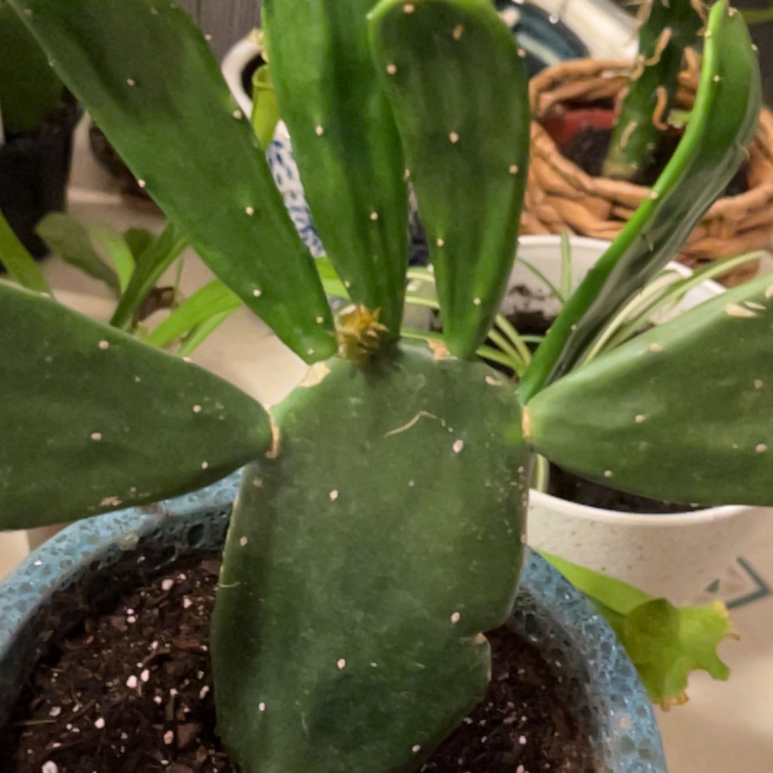 Photo of the plant species prickly pear by @GoldTigerlily named Dolores on Greg, the plant care app