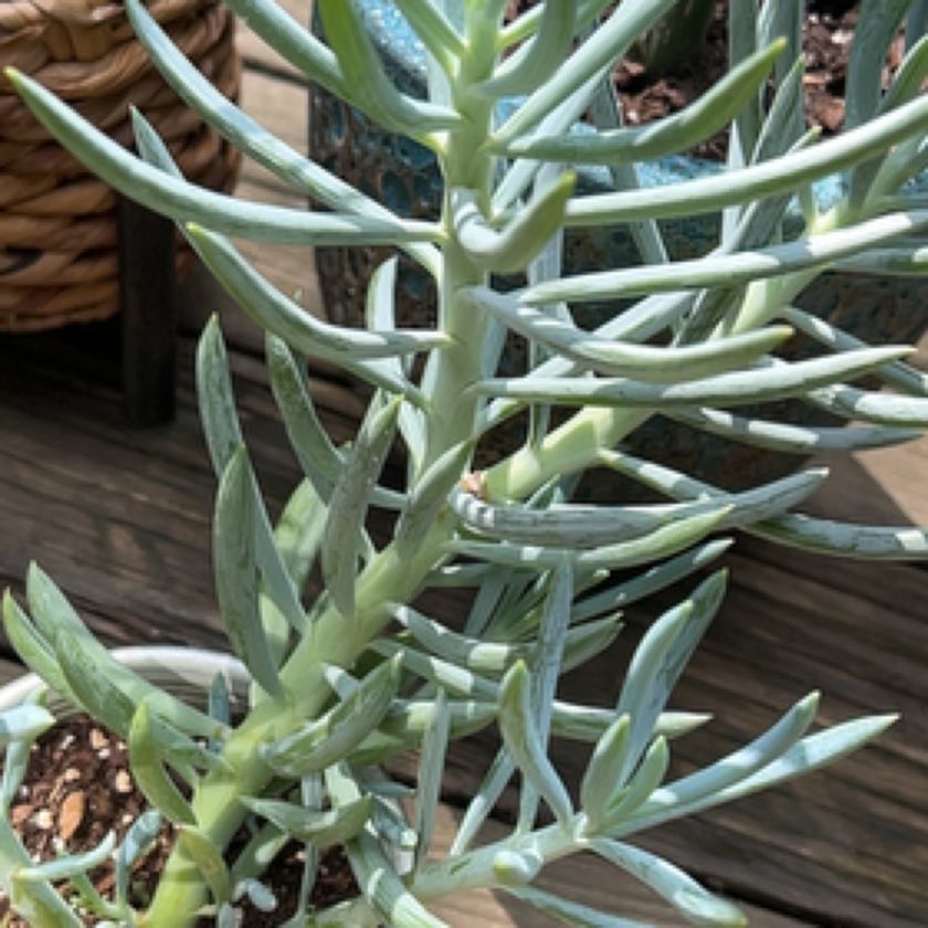 Photo of the plant species blue chalk stick or blue chalk fingers by @GoldTigerlily named Lebron on Greg, the plant care app