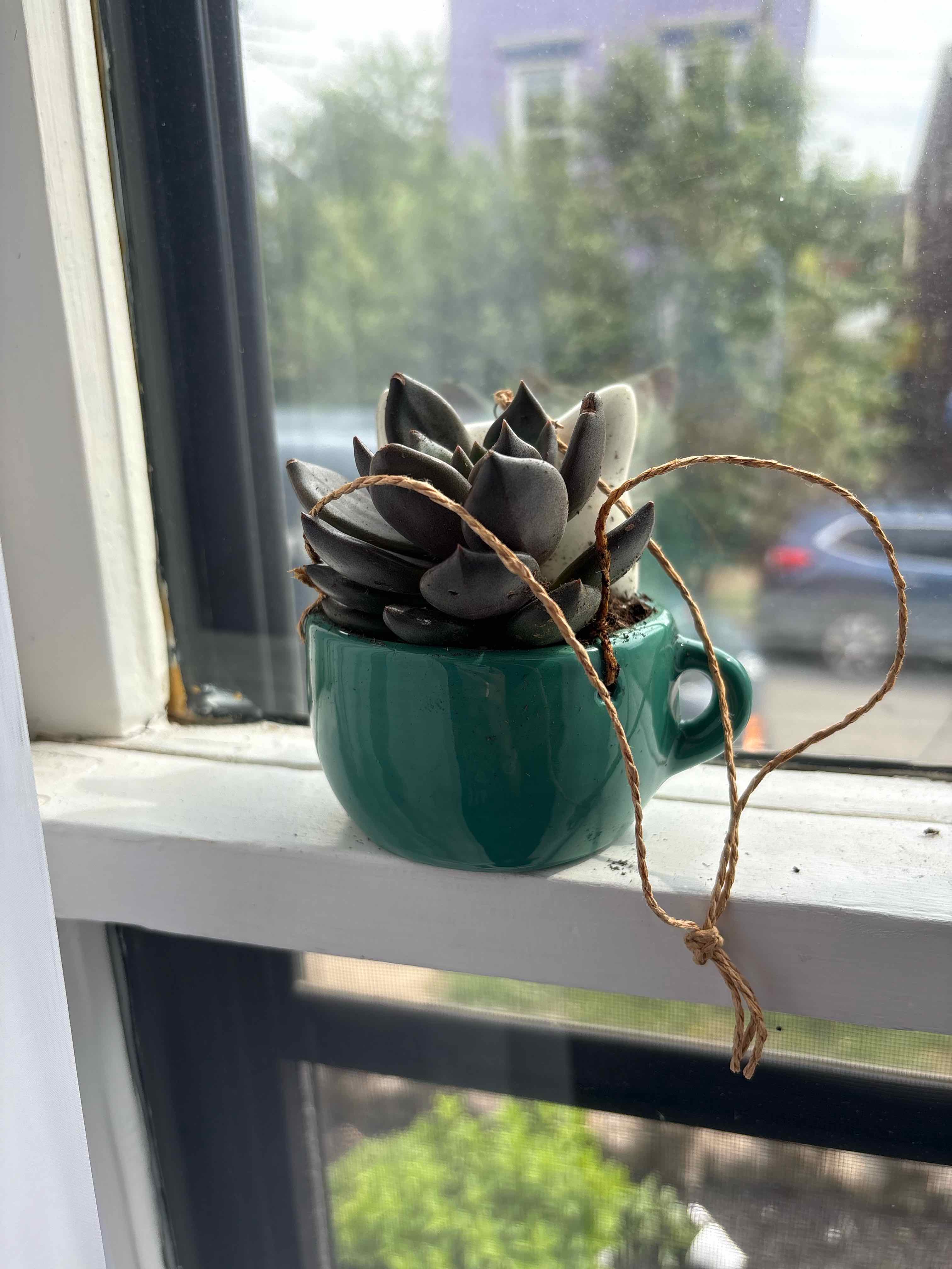 Photo of the plant species Echeveria 'Dark Moon' by @keking7 named Floyd on Greg, the plant care app
