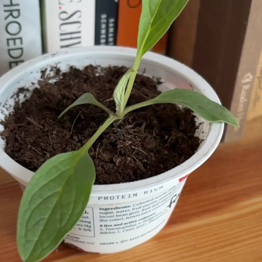 Photo of the plant species Chinese Forget-Me-Not by @keking7 named Mushu on Greg, the plant care app