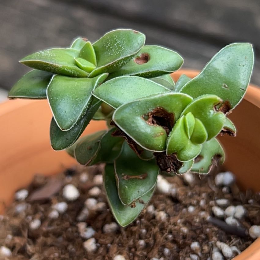 Crassula 'Springtime' plant in a pot with visible leaf damage.