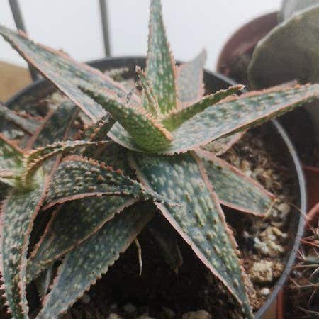 Photo of the plant species Aloe zebrina by @VeteranSalsa named The Orville on Greg, the plant care app