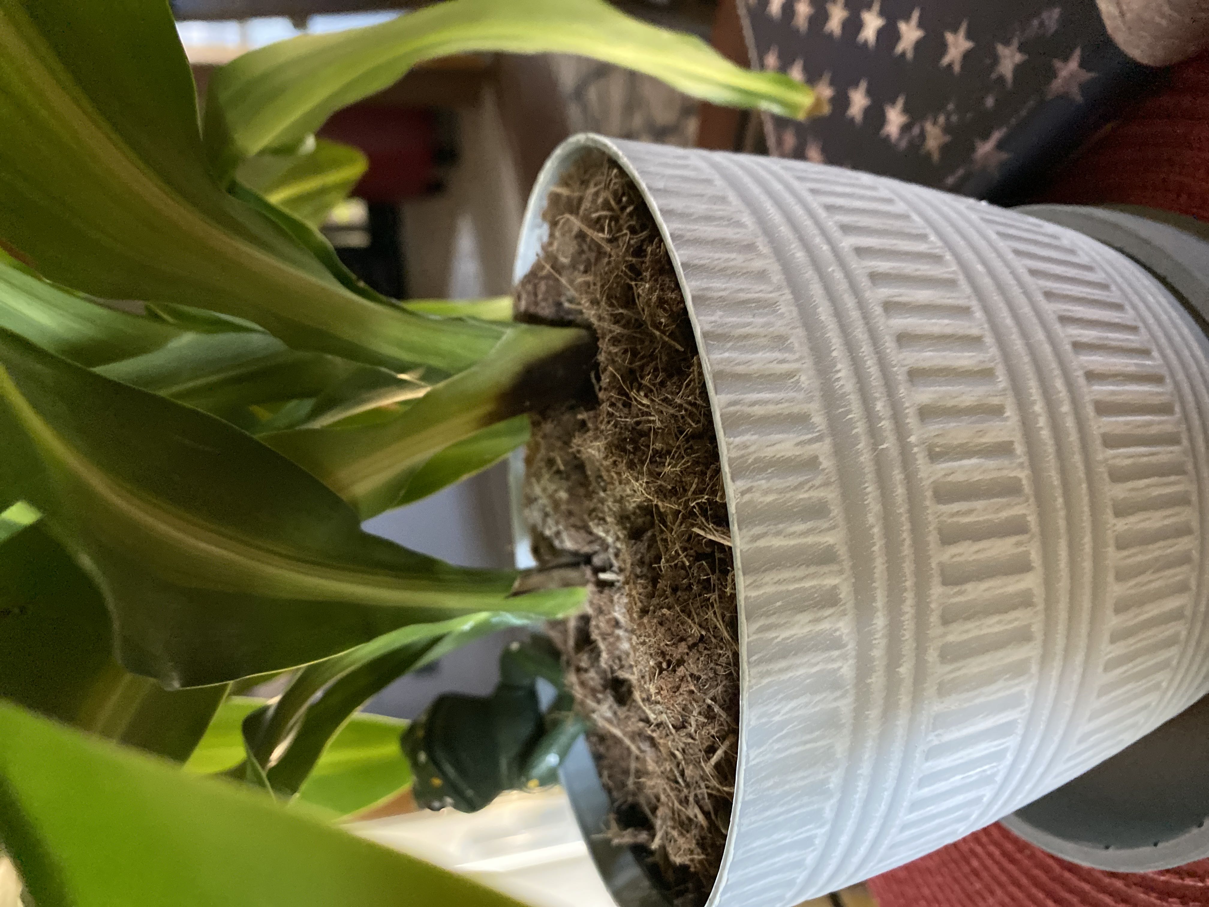 Photo from the post