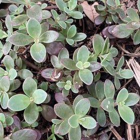 Photo of the plant species SunSparkler™️ Cherry Tart Sedum by @LikelyCardoon named Elina on Greg, the plant care app