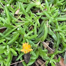 Photo of the plant species Jewel of Desert Rosequartz Ice Plant by @LikelyCardoon named Kendall on Greg, the plant care app