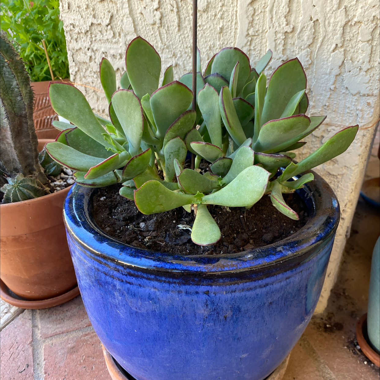 Cotyledon 'Mint Truffles' plant in a blue pot with visible soil, healthy leaves, and no flowers.