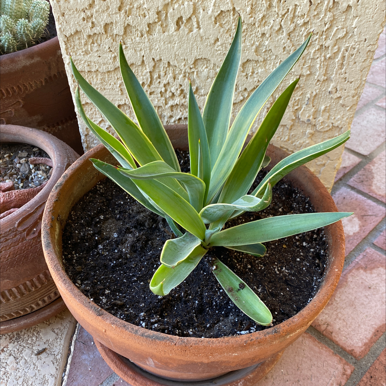 Potted Agave desmettiana 'Variegata' with variegated leaves and visible soil.