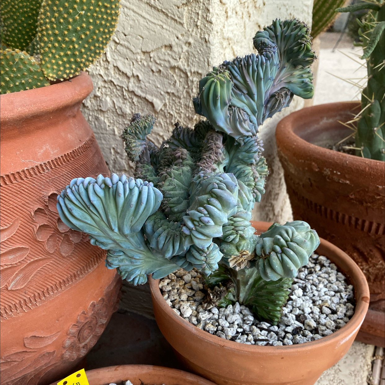 Photo of the plant species Variegated Crested Blue Flame Cactus by @AliveLukiwan named Crested Blue Myrtle on Greg, the plant care app