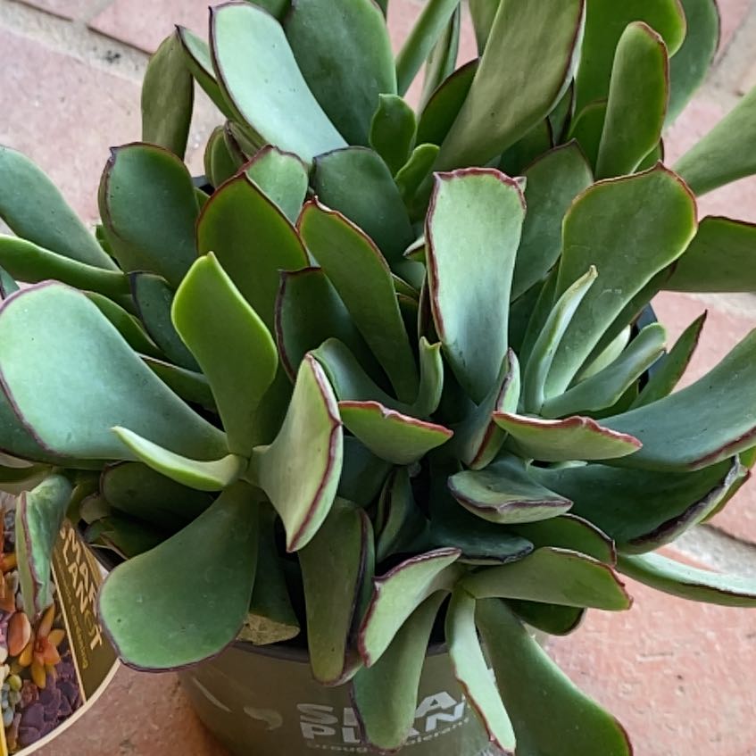 Cotyledon 'Mint Truffles' uploaded to the Greg plant app by @AliveLukiwan