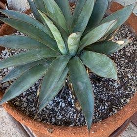 Photo of the plant species Agave Blue Ember by @AliveLukiwan named Blue Agave on Greg, the plant care app