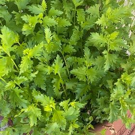 Photo of the plant species Gregg's Mistflower by @AliveLukiwan named Gregg’s Mistflower on Greg, the plant care app
