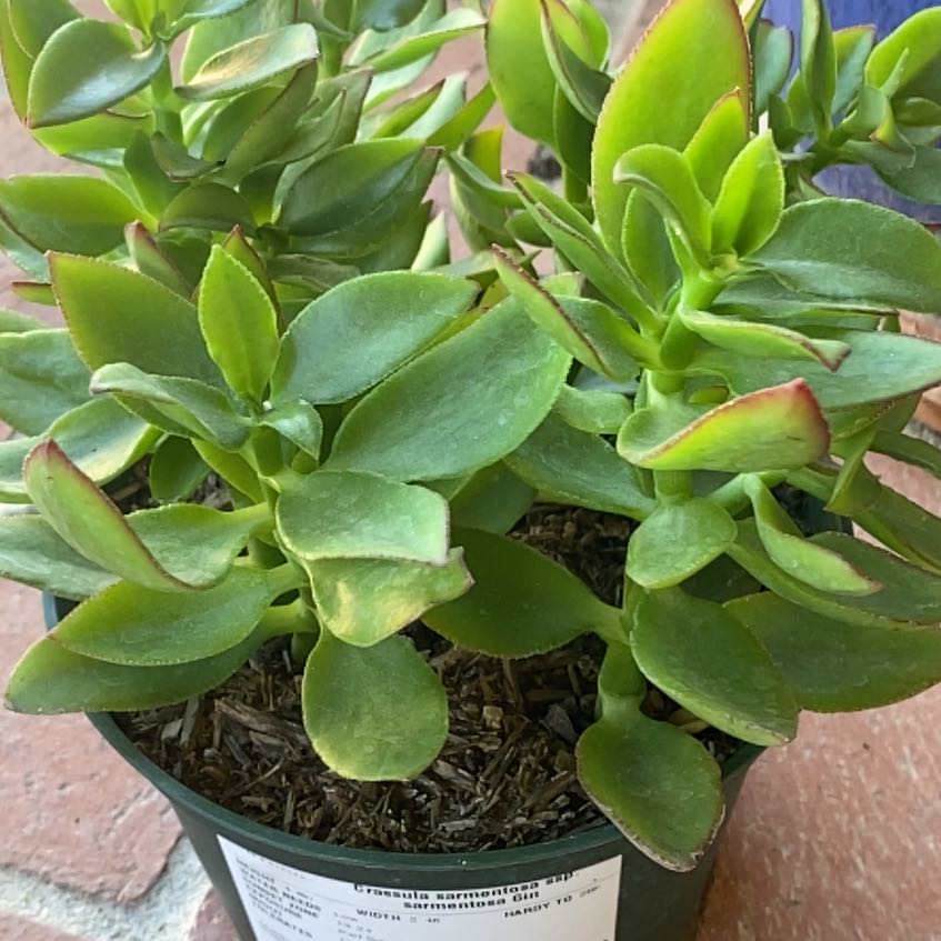 Photo of the plant species Crassula sarmentosa Harv. by @AliveLukiwan named Jade on Greg, the plant care app