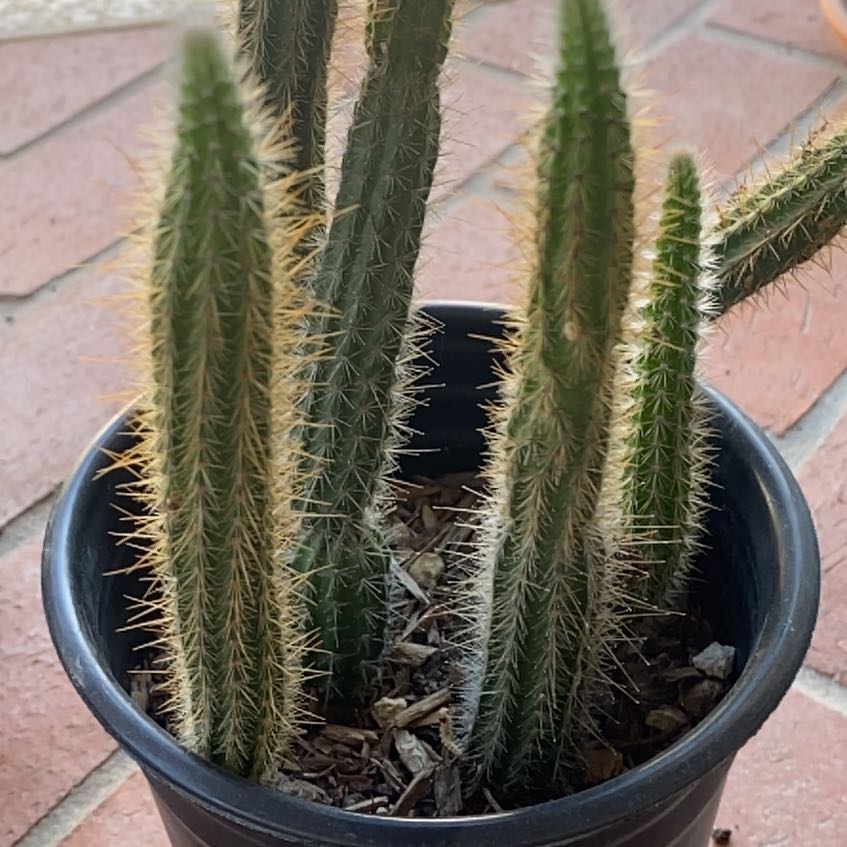 Photo of the plant species Erect Corryocactus by @AliveLukiwan named Red Hot Chili Poker on Greg, the plant care app