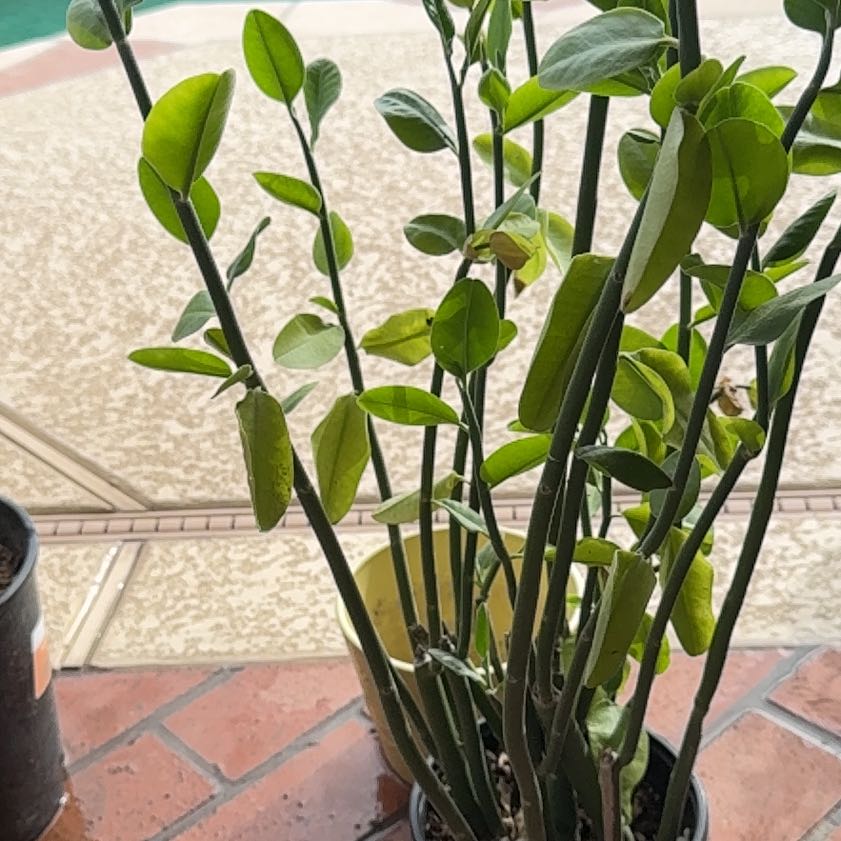 Photo of the plant species Pedilanthus bracteatus by @AliveLukiwan named Sproutacus on Greg, the plant care app