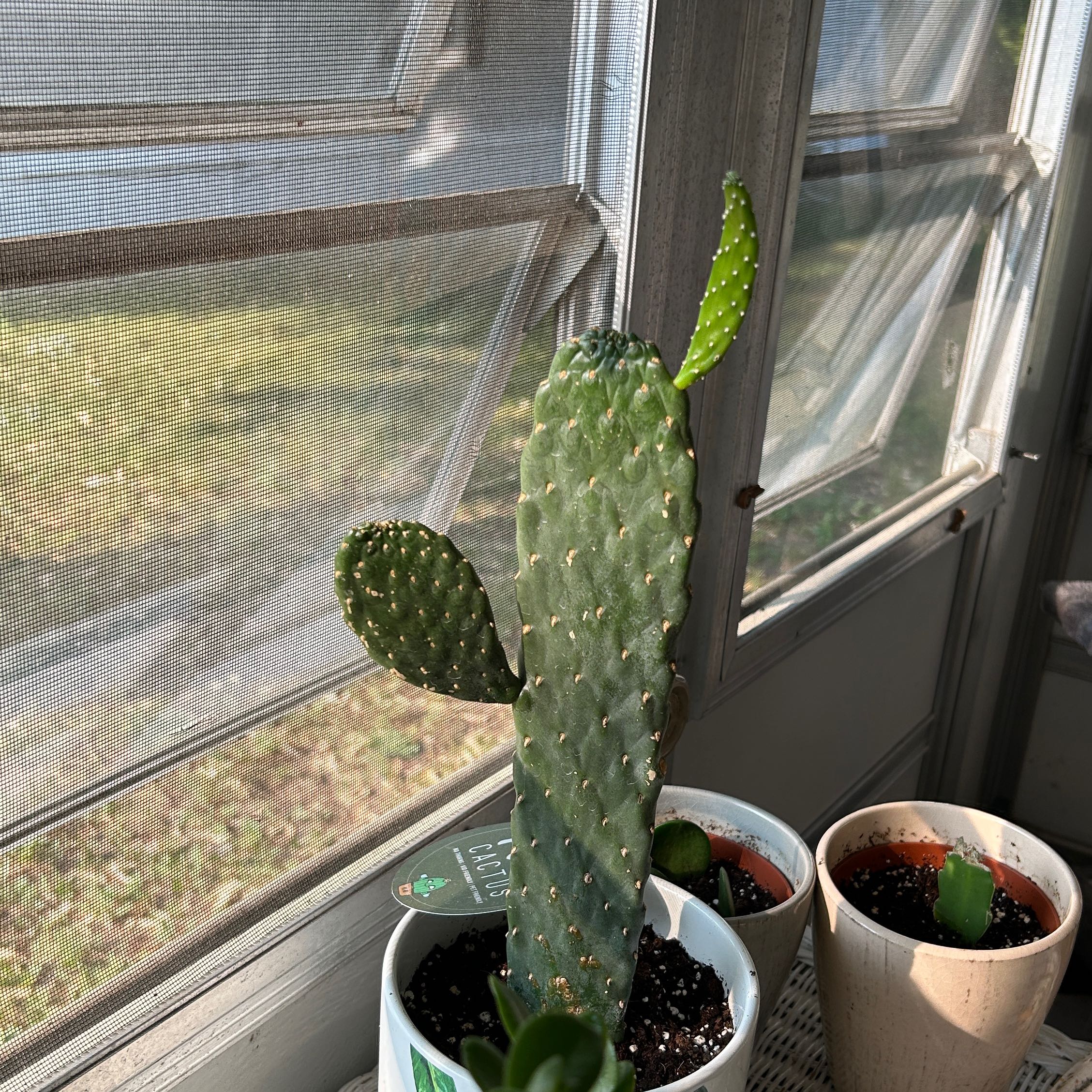 Woolyjoint Prickly Pear cactus in a pot near a window, with visible soil.