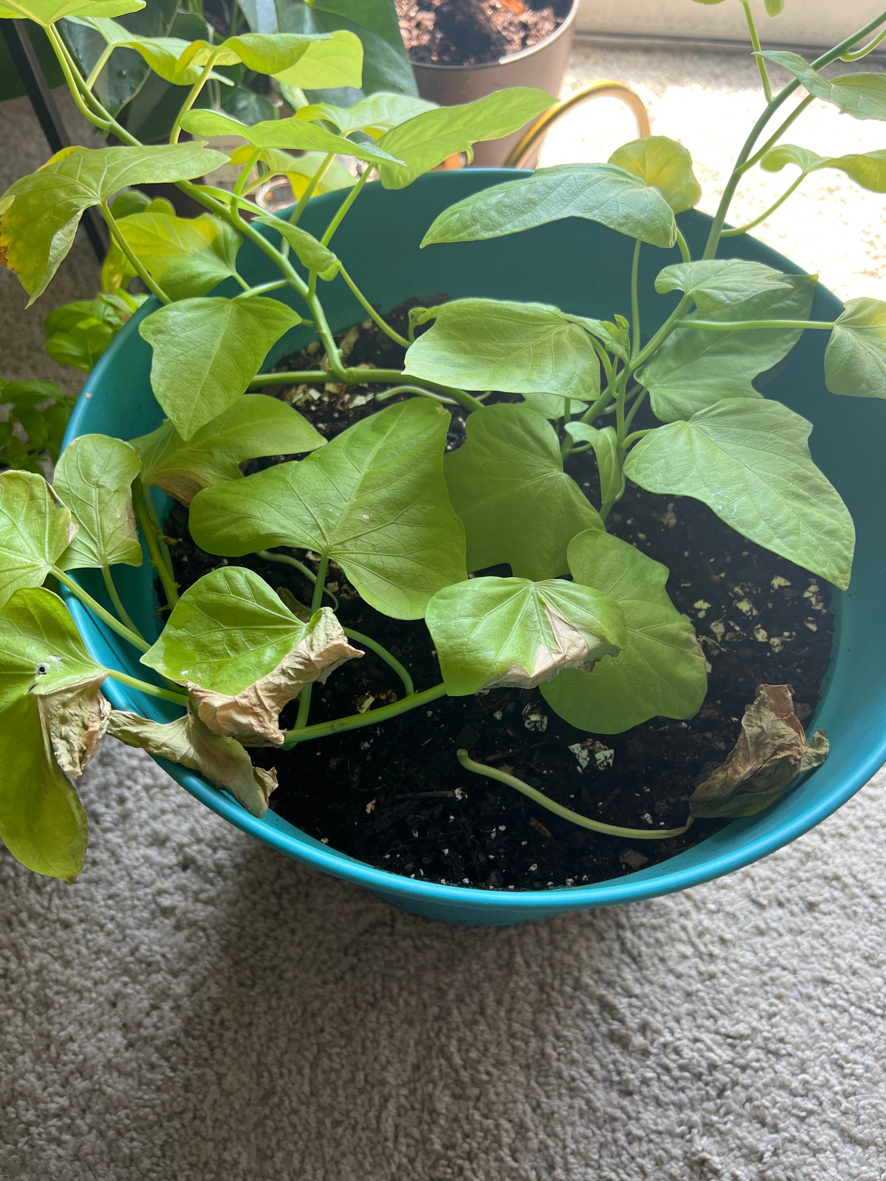 Top is sweet potato vine toxic to dogs Store, image size:1000x1000