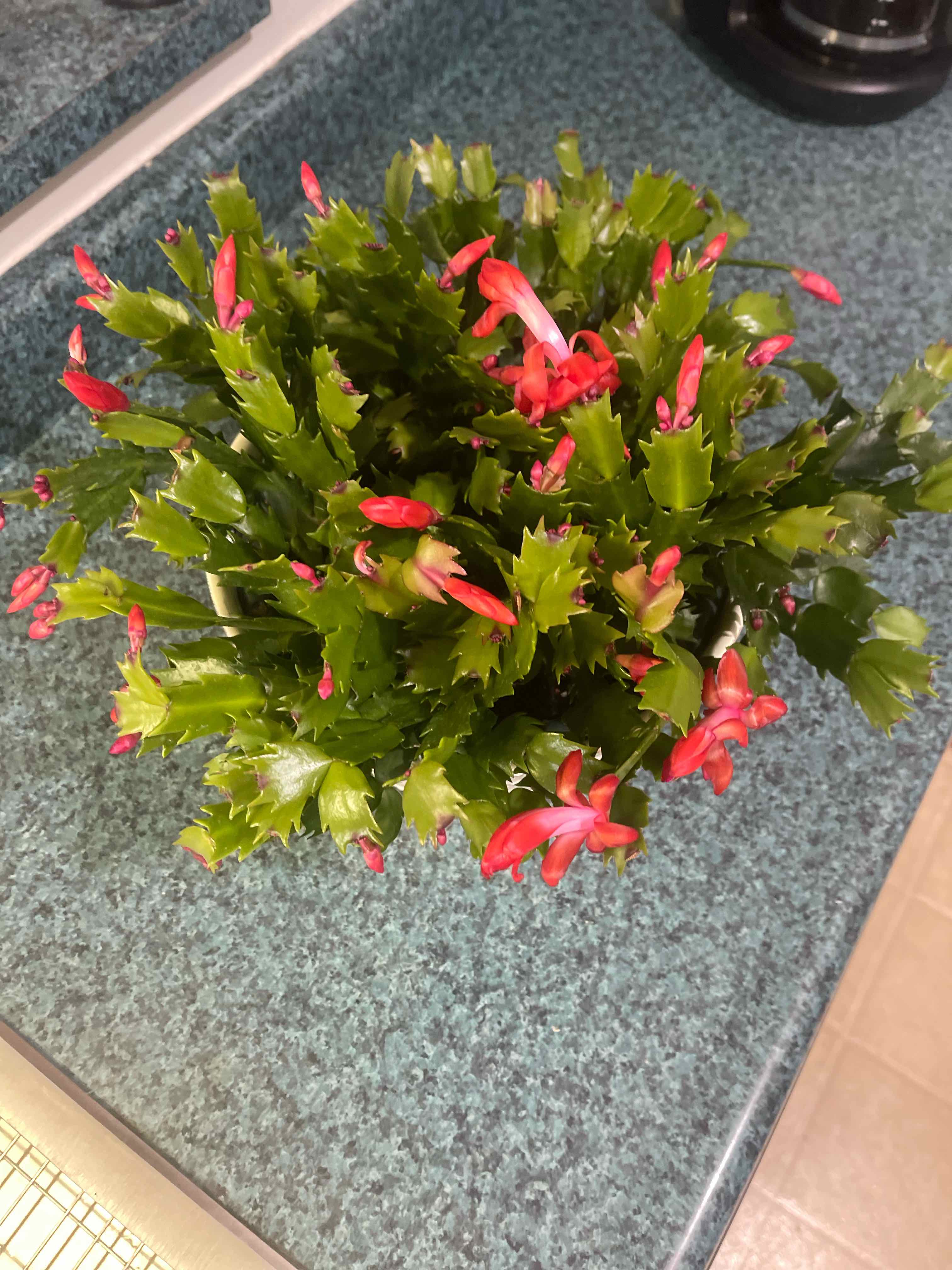 Photo of the plant species Variegated Christmas Cactus by @TopdrawerAgboy named Zygo on Greg, the plant care app
